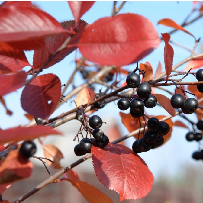 black-chokeberry-shrub_1