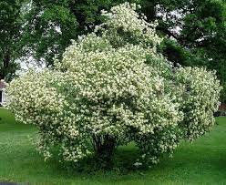 Gray Dogwood